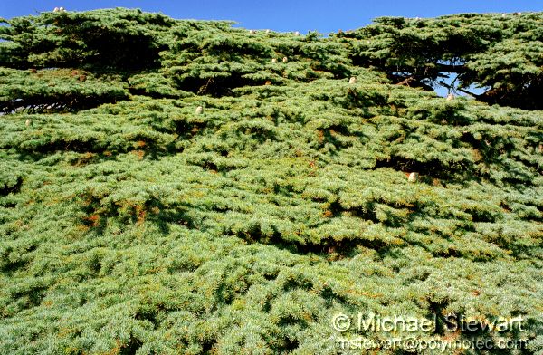 Masser ech-Chouf Lebanese Cedar Tree